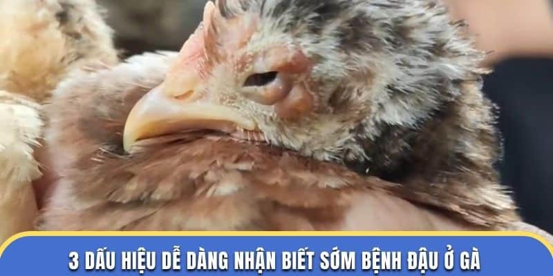 3 dấu hiệu dễ dàng nhận biết sớm bệnh đậu ở gà ở trường dagathomo