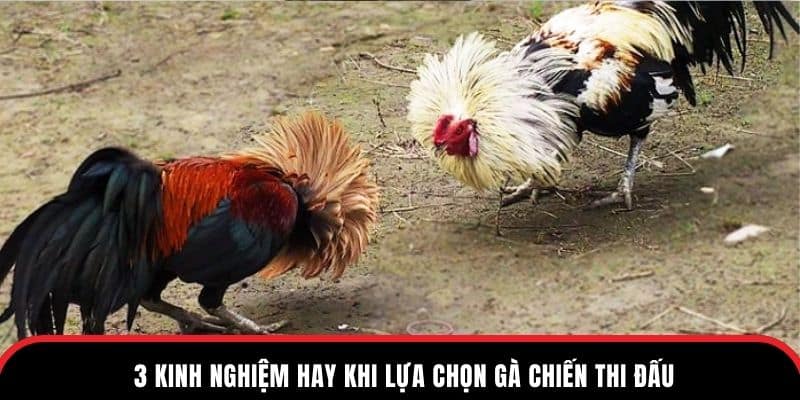 3 kinh nghiệm hay khi lựa chọn gà chiến thi đấu