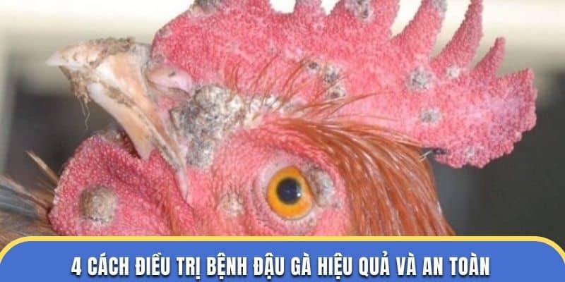 4 cách điều trị bệnh đậu gà hiệu quả và an toàn tại nhà cái đá gà thomo