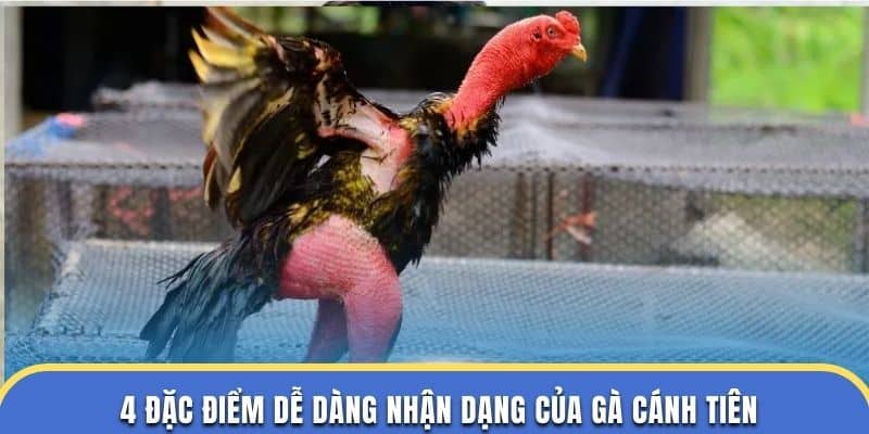 4 đặc điểm dễ dàng nhận dạng của gà cánh tiên ở trường đá gà thomo