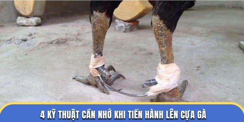 4 kỹ thuật cần nhớ khi tiến hành lên cựa gà