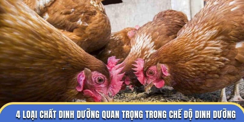 4 loại chất dinh dưỡng quan trọng trong chế độ dinh dưỡng gà chọi ở đá gà thomo