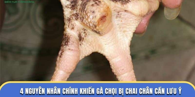 4 nguyên nhân chính khiến gà chọi bị chai chân cần lưu ý ở trường dagathomo