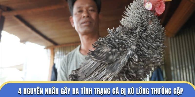 4 nguyên nhân gây ra tình trạng gà bị xù lông thường gặp ở nhà cái dagathomo
