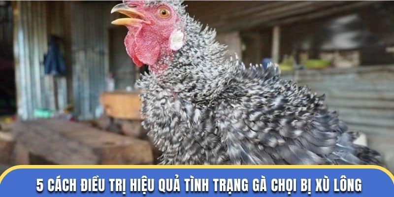 5 cách điều trị hiệu quả tình trạng gà chọi bị xù lông ở trường dagathomo