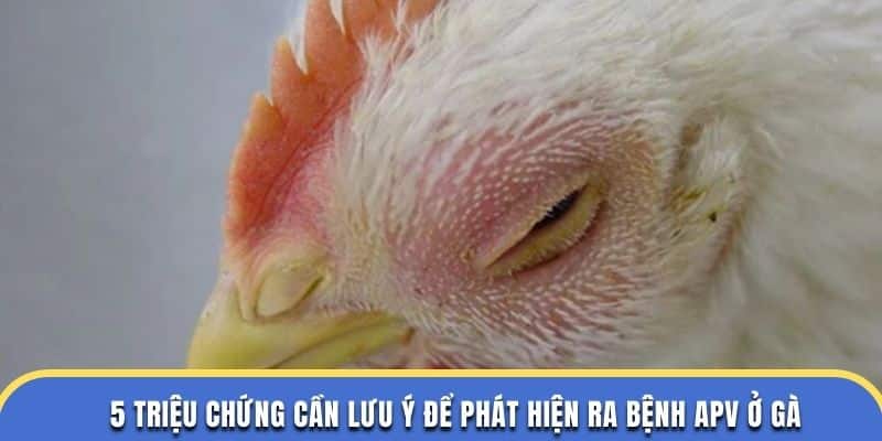 5 triệu chứng cần lưu ý để phát hiện ra bệnh apv ở gà ở trường gà thomo