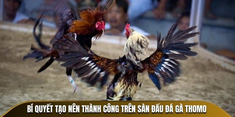 Bí quyết tạo nên thành công trên sàn đấu Đá Gà Thomo