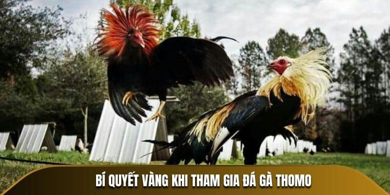 Bí quyết vàng khi tham gia đá gà Thomo
