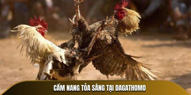 Cẩm nang tỏa sáng đá gà trực tiếp thomo tại Dagathomo