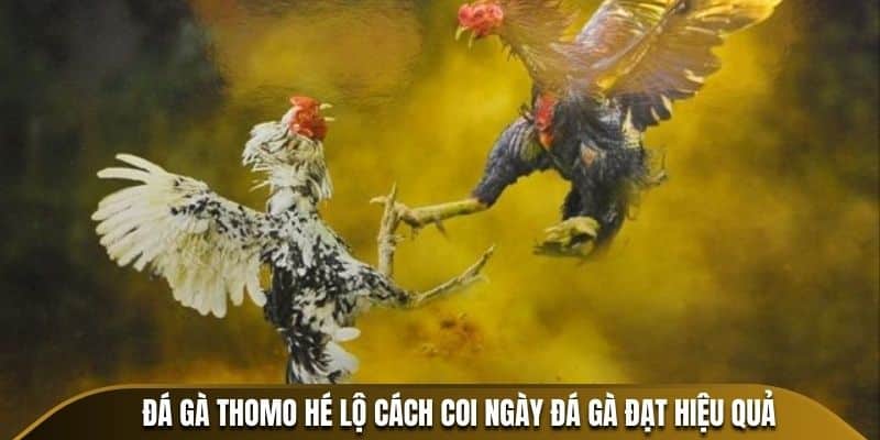 Đá Gà Thomo hé lộ cách coi ngày đá gà đạt hiệu quả