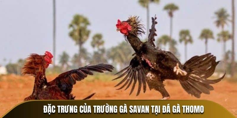 Đặc trưng của trường gà Savan tại Đá gà Thomo