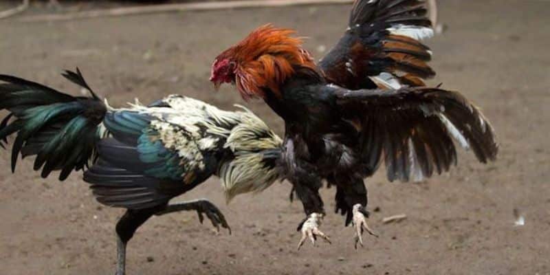 Giới thiệu đôi chút về bộ môn đá gà cựa sắt