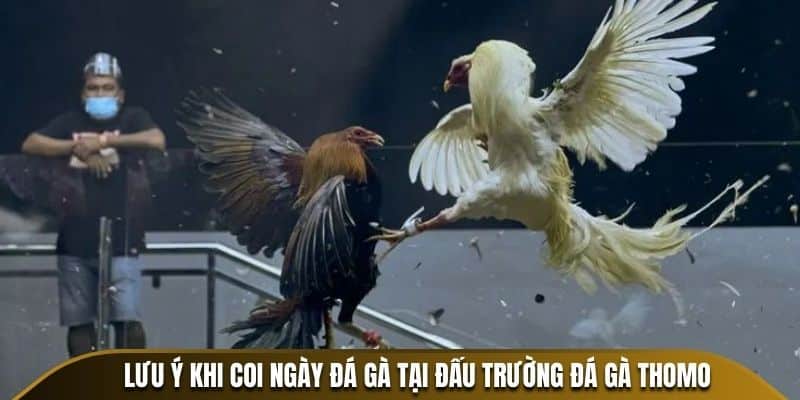 Lưu ý khi coi ngày đá gà tại đấu trường Đá Gà Thomo