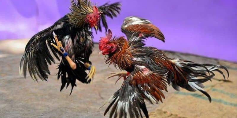 Những loại hình thường thấy khi tham gia đá gà Thomo