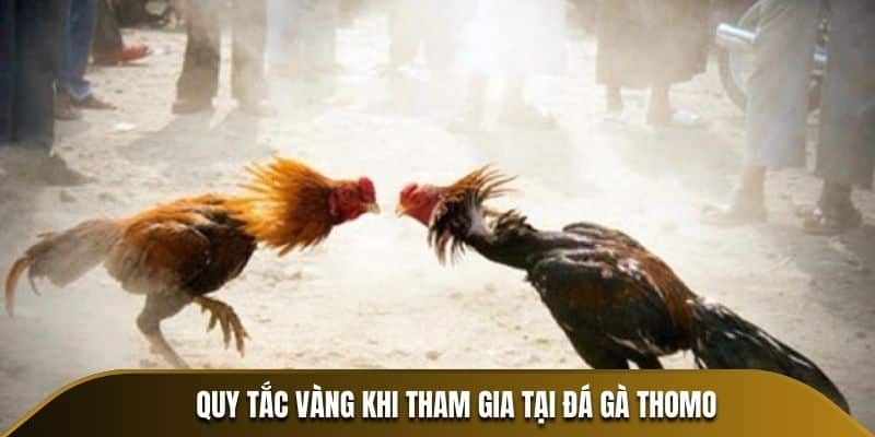 Quy tắc vàng khi tham gia tại Đá Gà Thomo
