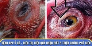 Bệnh APV ở gà - Đá Gà Thomo