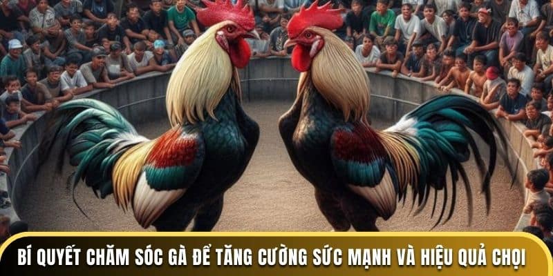 Đá gà thomo chia sẻ bí quyết chăm sóc gà để tăng cường sức mạnh và hiệu quả chọi