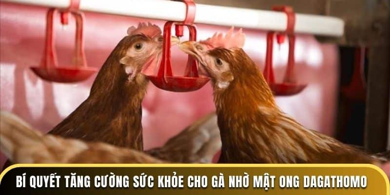 Bí quyết tăng cường sức khỏe cho gà nhờ mật ong tại Dagathomo