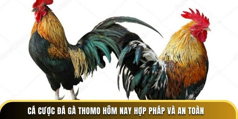Cá cược đá gà Thomo hôm nay hợp pháp và an toàn