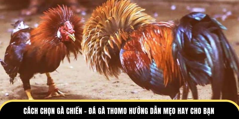 cách chọn gà chiến tại đá gà thomo