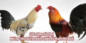 cách chọn gà chọi tại nhà cái đá gà thomo