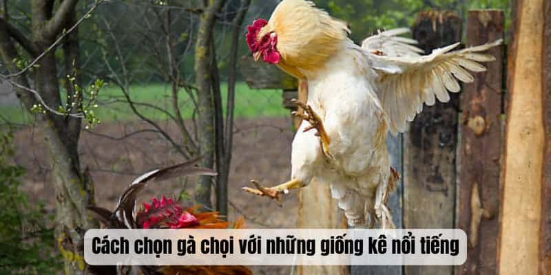 Cách chọn gà chọi với những giống kê nổi tiếng tại nhà cái đá gà thomo