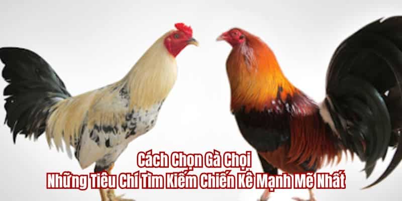 cách chọn gà chọi tại nhà cái đá gà thomo