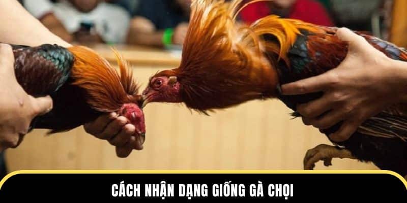 Cách nhận dạng giống gà chọi tại Trường đá gà thomo