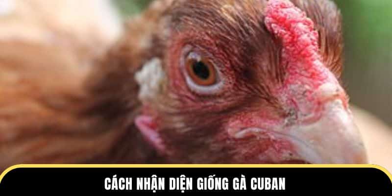 Cách nhận diện giống gà Cuban