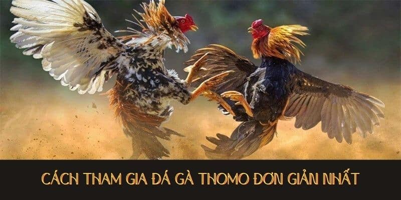 Cách tham gia Đá Gà Thomo đơn giản nhất