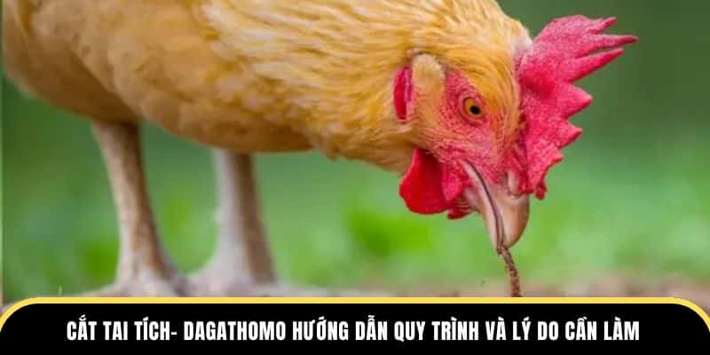 cắt tai tích đá gà thomo