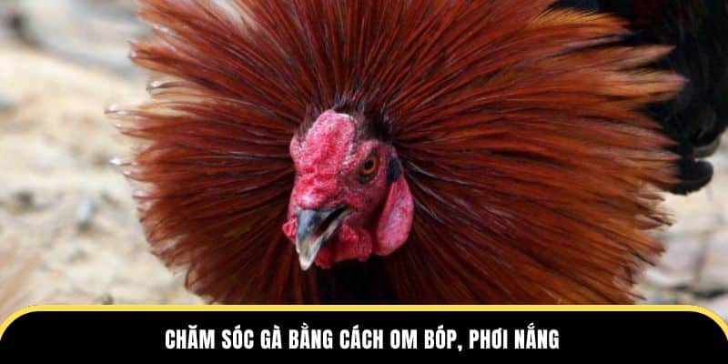Chăm sóc gà bằng cách om bóp, phơi nắng ở trường gà thomo