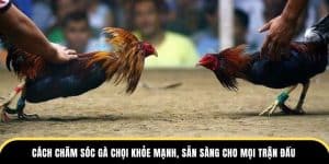 chăm sóc gà chọi ở trường dagathomo
