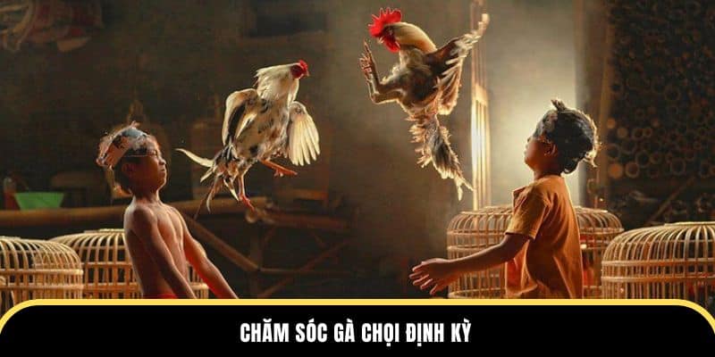 Chăm sóc gà chọi định kỳ tại dagathomo