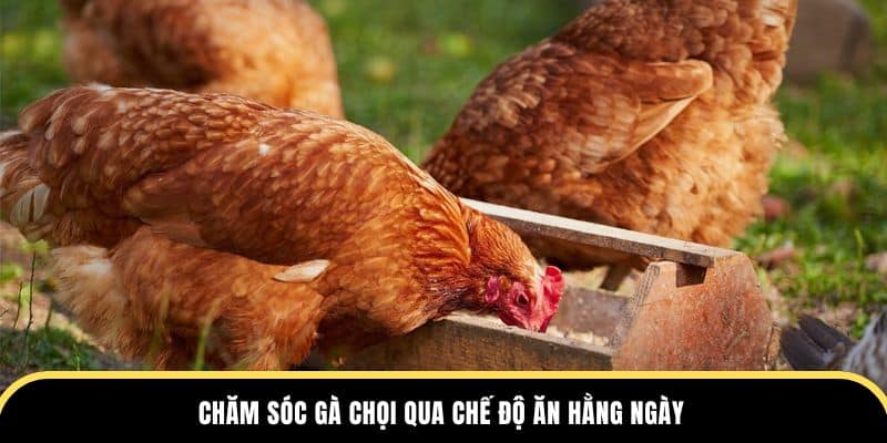 Chăm sóc gà chọi qua chế độ ăn hằng ngày tại trường đá gà thomo