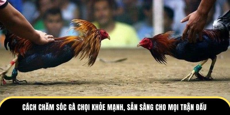 chăm sóc gà chọi ở trường dagathomo