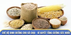 chế độ dinh dưỡng gà chọi đá gà thomo