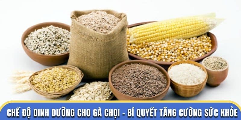chế độ dinh dưỡng gà chọi đá gà thomo