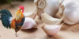 cho gà ăn tỏi biện pháp phòng dịch từ đá gà thomo