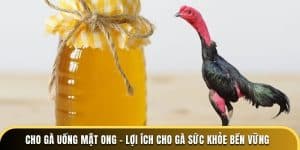 Cho gà uống mật ong lợi ích cho gà sức khỏe bền vững tại trường đá gà thomo