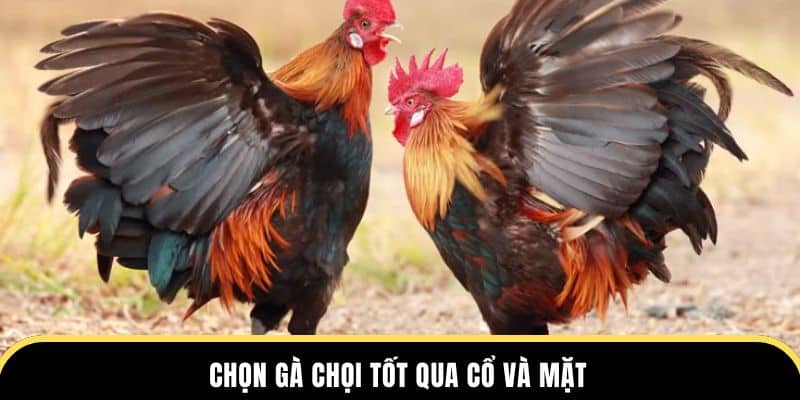 Chọn gà chọi tốt qua cổ và mặt tại đá gà thomo