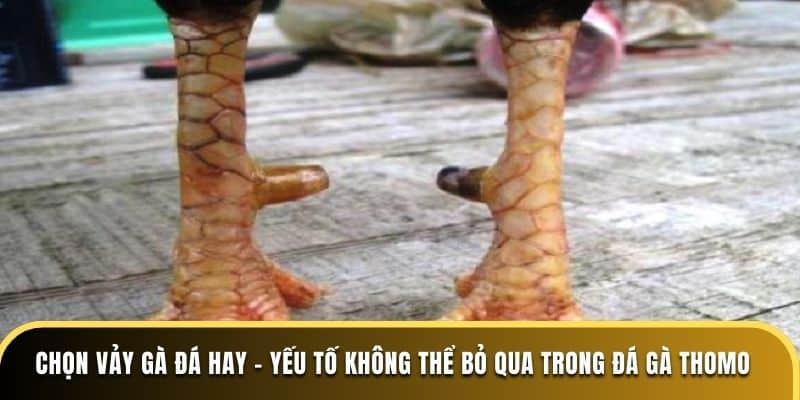 Chọn vảy gà đá hay - Yếu tố không thể bỏ qua trong Đá Gà Thomo