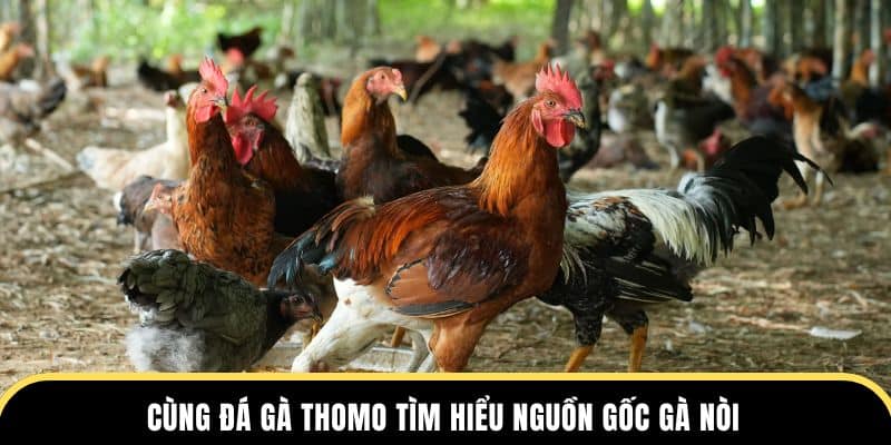 Cùng Đá Gà Thomo tìm hiểu nguồn gốc gà Nòi