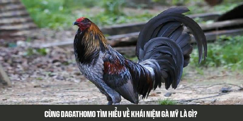 Cùng dagathomo tìm hiểu về khái niệm gà Mỹ là gì?