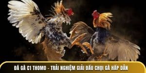 đá gà c1 thomo - trải nghiệm giải đấu chọi gà hấp dẫn