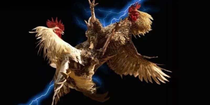 đá gà cựa sắt tại đá gà thomo
