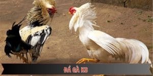 đá gà k8 điểm hẹn lý tưởng tại sảnh đá gà thomo