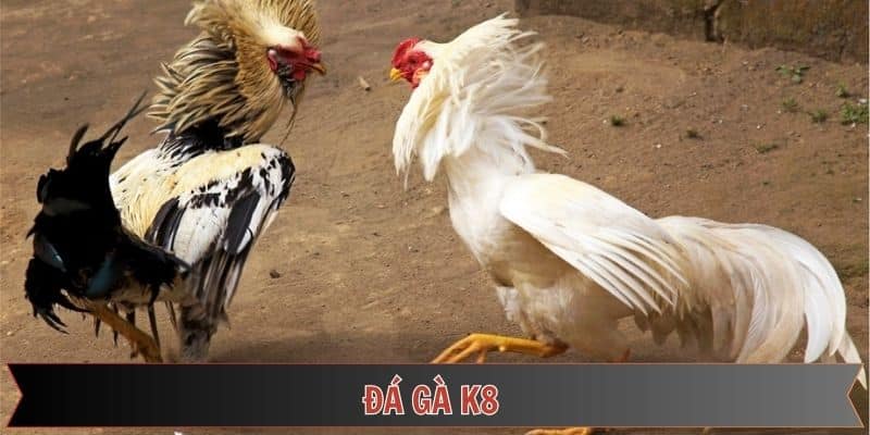 đá gà k8 điểm hẹn lý tưởng tại sảnh đá gà thomo