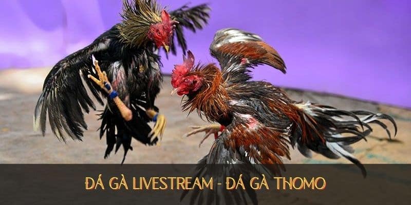 đá gà livestream trải nghiệm đỉnh cao tại đá gà thomo