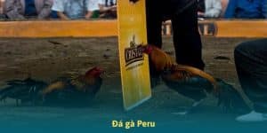 đá gà peru cực căng tại đá gà thomo